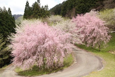 水洞平の桜が見頃