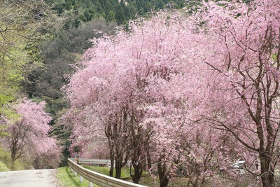 水洞平の桜が見頃
