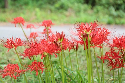 曼珠沙華の花盛り
