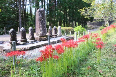 曼珠沙華の花盛り