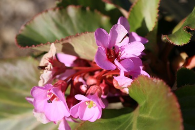 冬の晴れ間の花便り