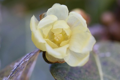 冬の晴れ間の花便り