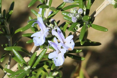 冬の晴れ間の花便り