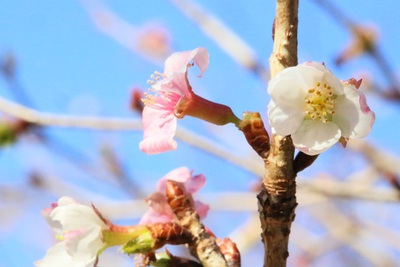 冬の晴れ間の花便り