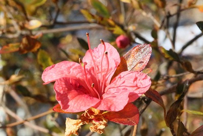 冬の晴れ間の花便り
