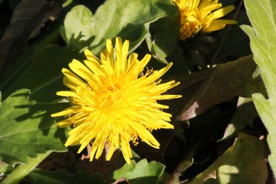 冬の晴れ間の花便り