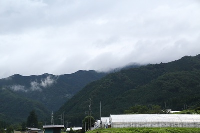 長雨に閉口しています