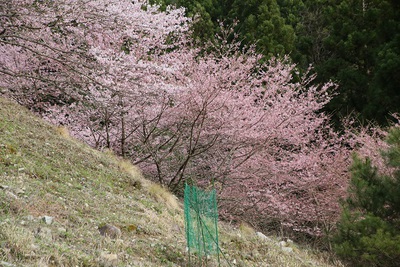 春祭りと水洞平駐車場の桜