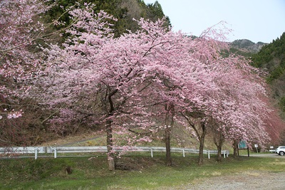 春祭りと水洞平駐車場の桜