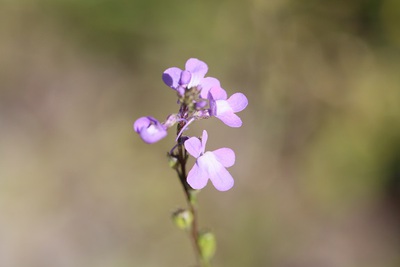 野辺の花