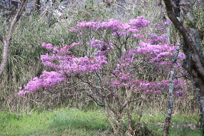 桜の季節です