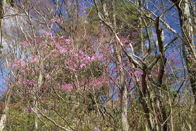 桜の季節です