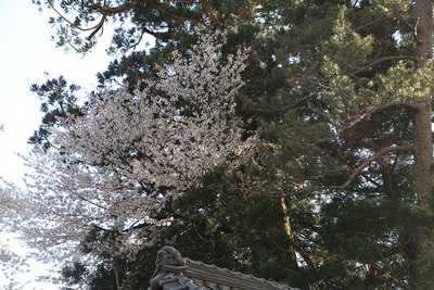 桜の季節です