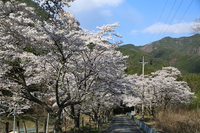 桜の季節です