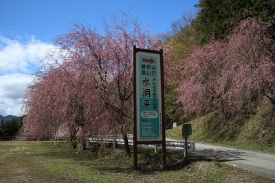 水洞平の桜が見頃を迎えます！