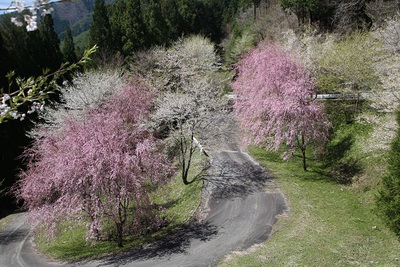 水洞平の桜が見頃を迎えます！