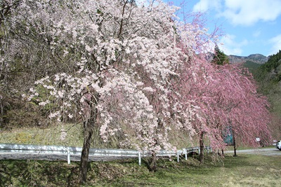 水洞平の桜が見頃を迎えます！