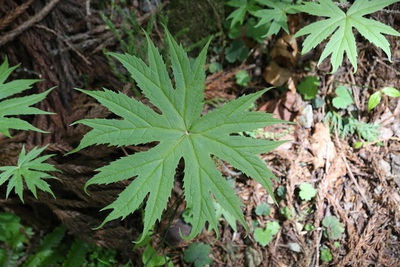 山道の草花