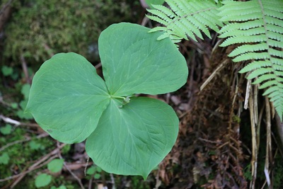 山道の草花