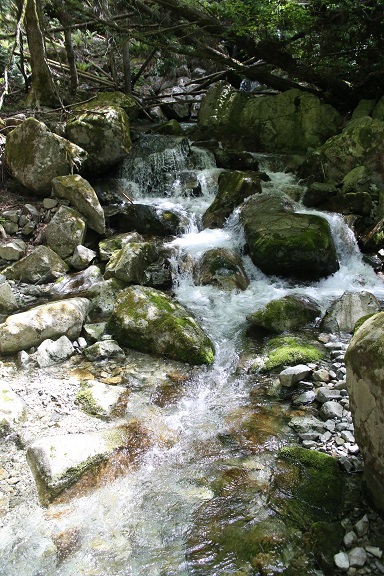 山道の草花