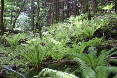 山道の草花