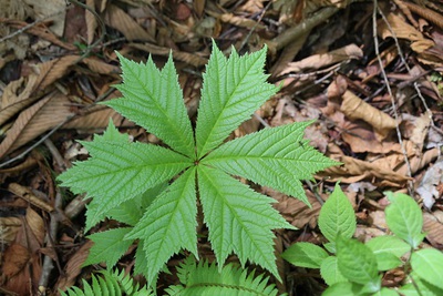 山道の草花