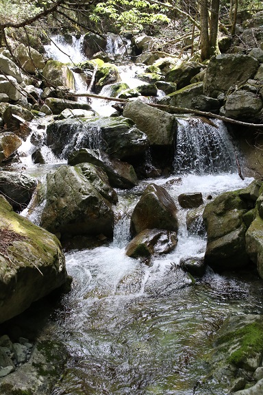 山道の草花