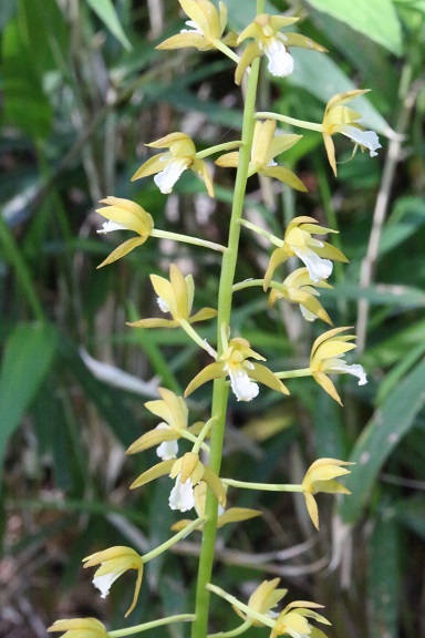 山道の草花