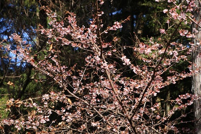 桜咲く