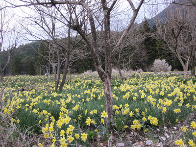 水仙に桜も見頃