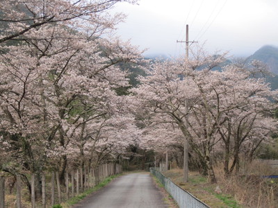 水仙に桜も見頃
