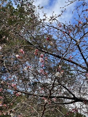 寒波到来