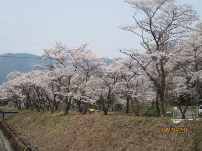 桜洞の桜