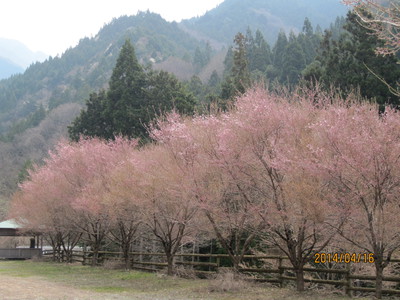 桜洞の桜