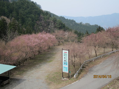 桜洞の桜