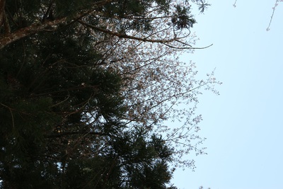 御神木に桜が。