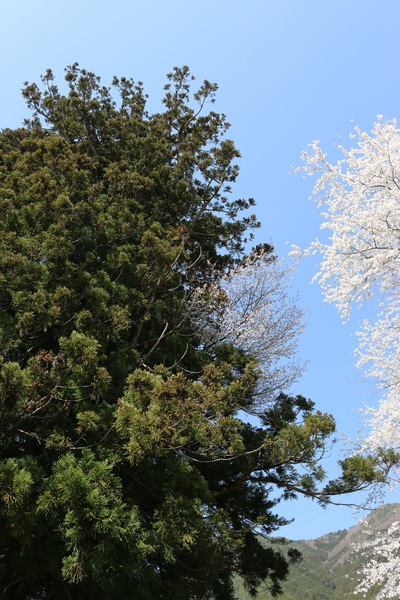 御神木に桜が。