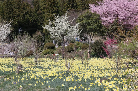 桜のほかにも...