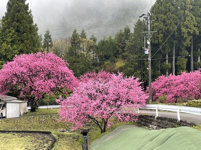 桜洞は花盛り