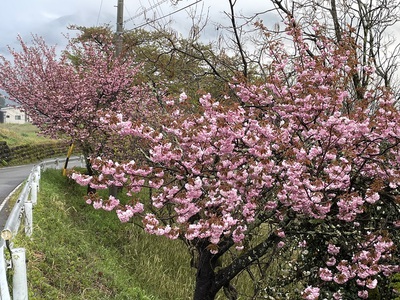 桜洞は花盛り