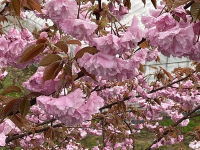 桜洞は花盛り