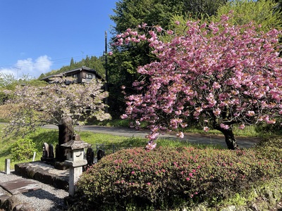 桜洞は花盛り
