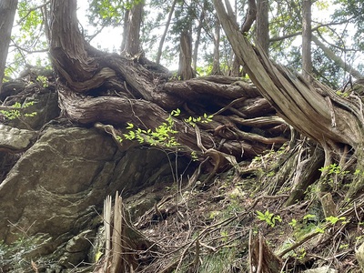 登山道の整備をしました