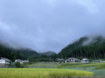 早朝の桜洞