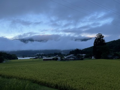 早朝の桜洞