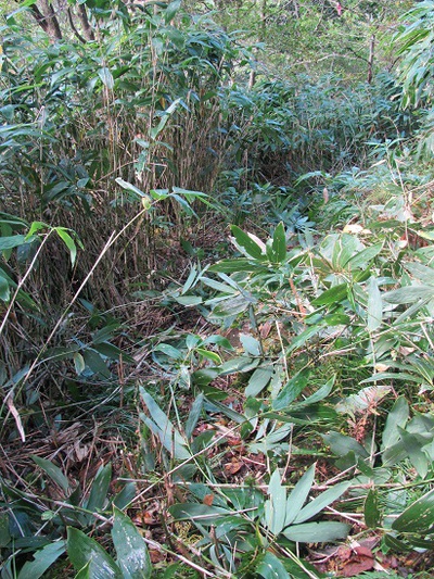登山道の草刈りをしました
