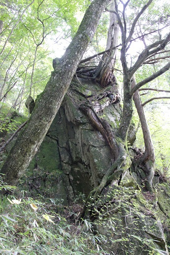 御前山の奇岩・岩に絡む木