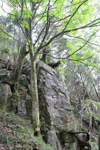 御前山の奇岩・岩に絡む木