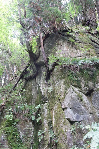 御前山の奇岩・岩に絡む木