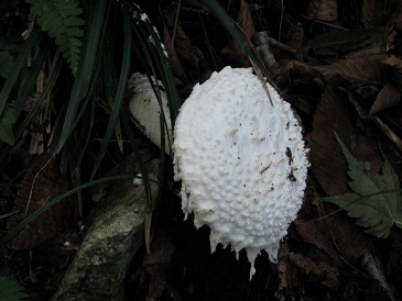 御前山登山道の草刈りをしました